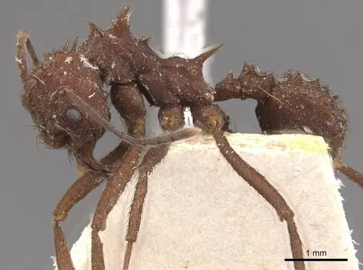 Acromyrmex crassispinus - CASENT0909411
