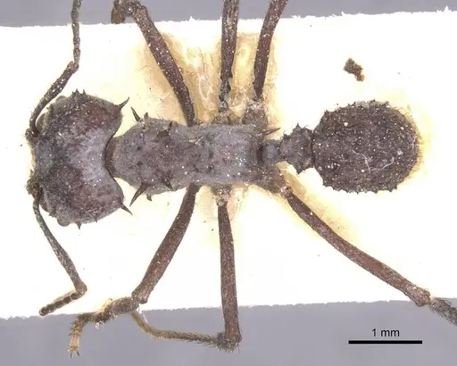 Acromyrmex crassispinus - CASENT0912446