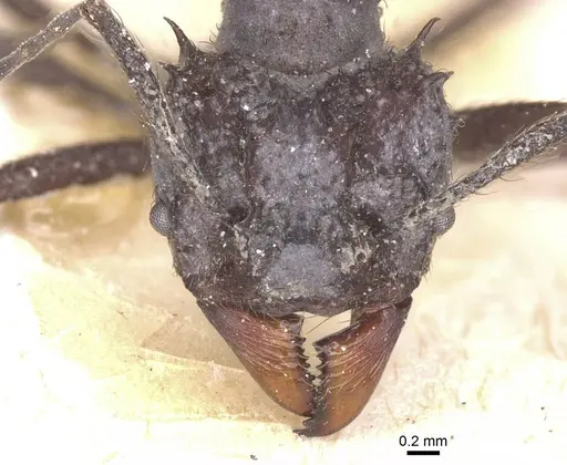 Acromyrmex crassispinus - CASENT0912446