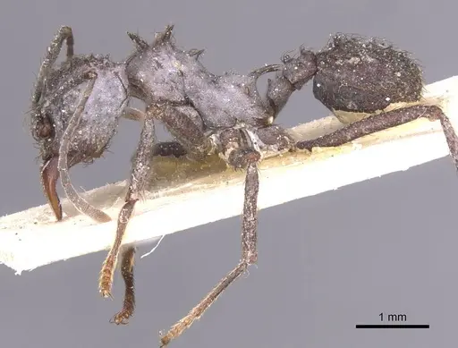 Acromyrmex crassispinus - CASENT0912446