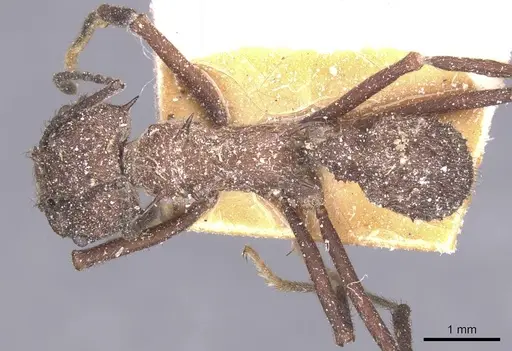 Acromyrmex crassispinus - CASENT0912447