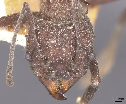 Acromyrmex crassispinus - CASENT0912447