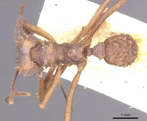 Acromyrmex crassispinus - CASENT0912448