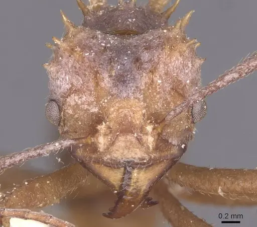 Acromyrmex crassispinus - CASENT0912448