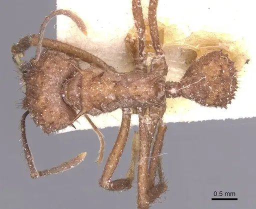 Acromyrmex crassispinus - CASENT0912449