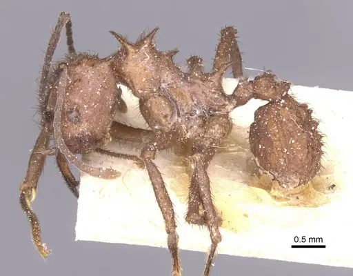 Acromyrmex crassispinus - CASENT0912449