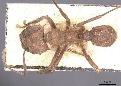 Acromyrmex crassispinus - CASENT0912451