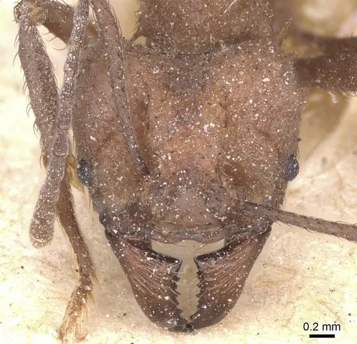 Acromyrmex crassispinus - CASENT0912451