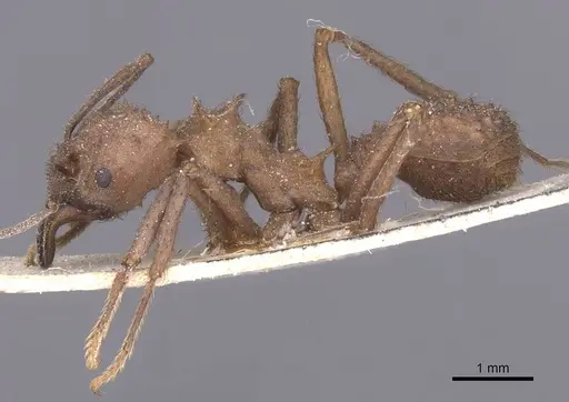Acromyrmex crassispinus - CASENT0912451