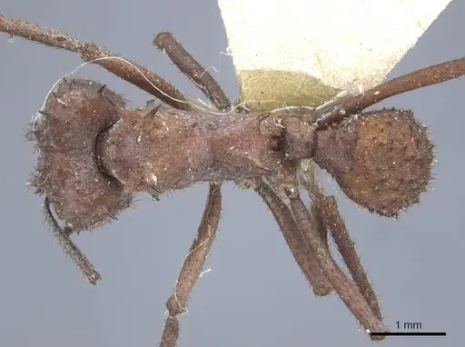 Acromyrmex crassispinus - CASENT0917033
