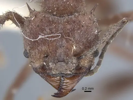 Acromyrmex crassispinus - CASENT0917033