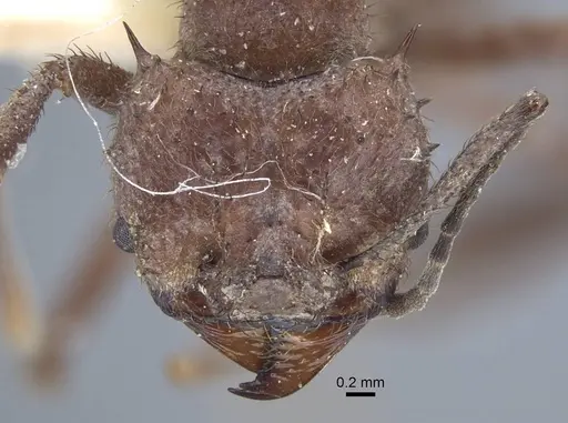 Acromyrmex crassispinus - CASENT0917033