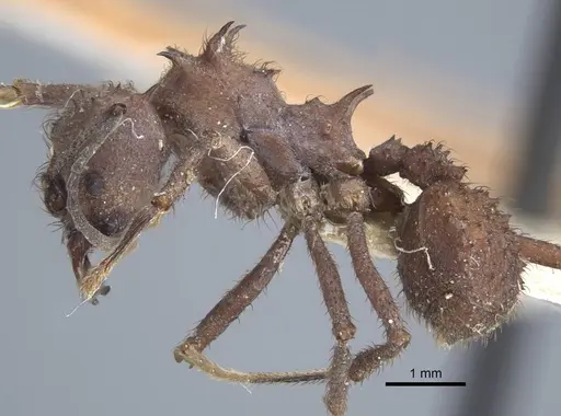 Acromyrmex crassispinus - CASENT0917033