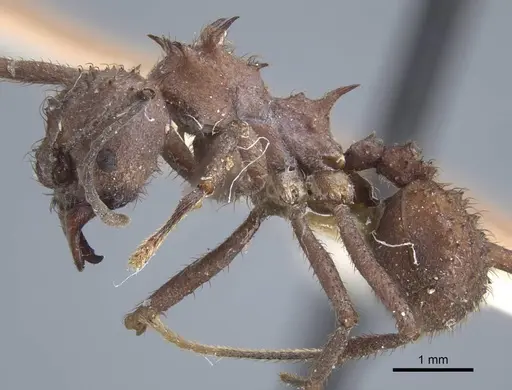 Acromyrmex crassispinus - CASENT0917033
