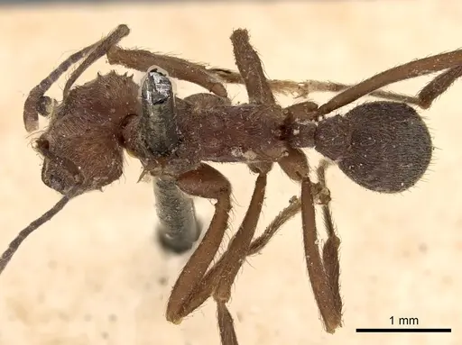 Acromyrmex disciger specimen