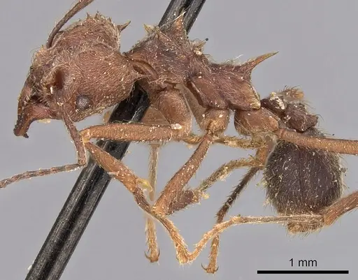 Acromyrmex disciger specimen