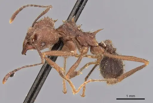 Acromyrmex disciger - CASENT0900491