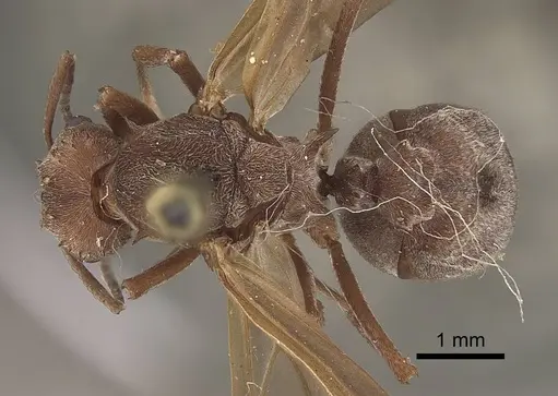 Acromyrmex disciger - CASENT0919615