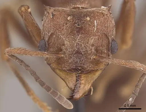 Acromyrmex disciger - CASENT0919615