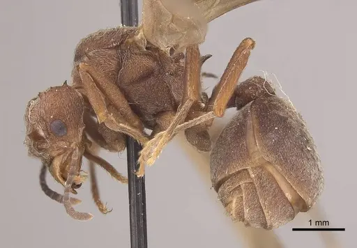 Acromyrmex disciger - CASENT0919615