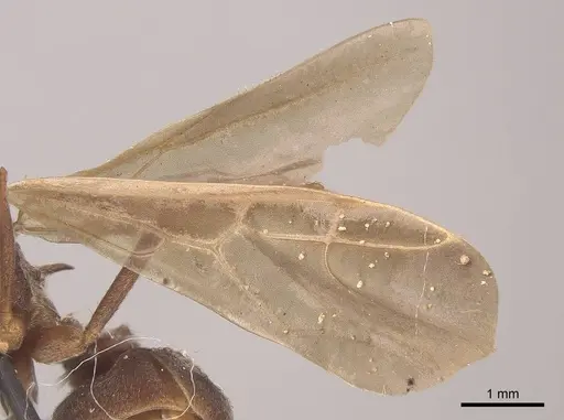 Acromyrmex disciger - CASENT0919615