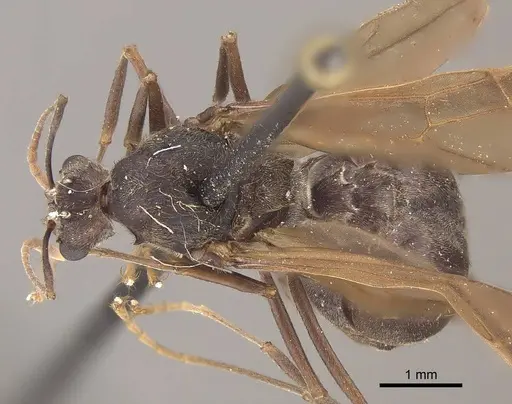 Acromyrmex disciger - CASENT0919616