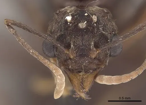 Acromyrmex disciger - CASENT0919616