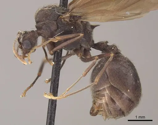 Acromyrmex disciger - CASENT0919616