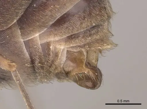Acromyrmex disciger - CASENT0919616