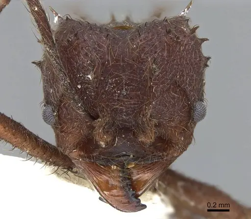 Acromyrmex disciger - CASENT0922022