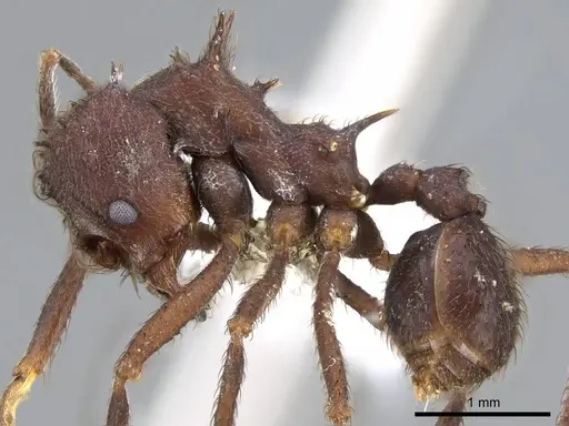 Acromyrmex disciger - CASENT0922022