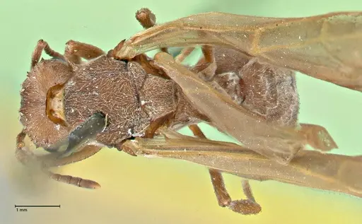 Acromyrmex disciger - FOCOL2914