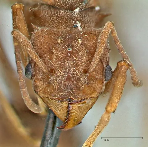 Acromyrmex disciger - FOCOL2914