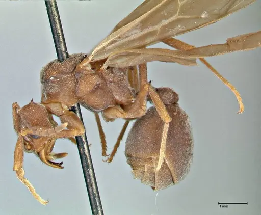 Acromyrmex disciger - FOCOL2914