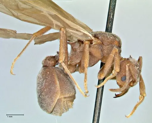 Acromyrmex disciger - FOCOL2914