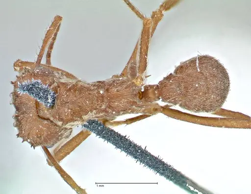 Acromyrmex disciger - FOCOL2915