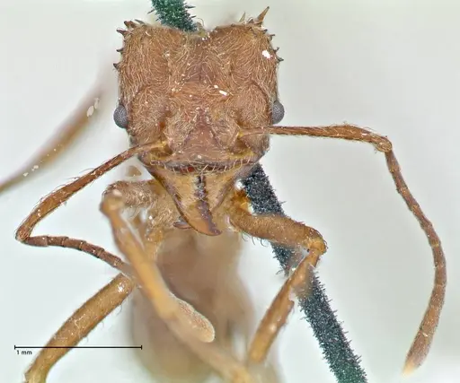 Acromyrmex disciger - FOCOL2915