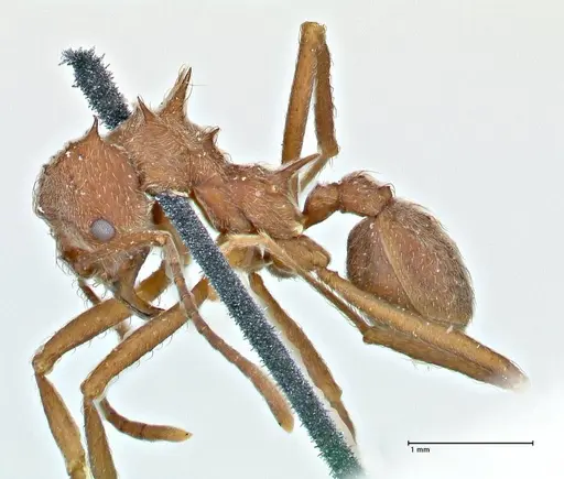 Acromyrmex disciger - FOCOL2915