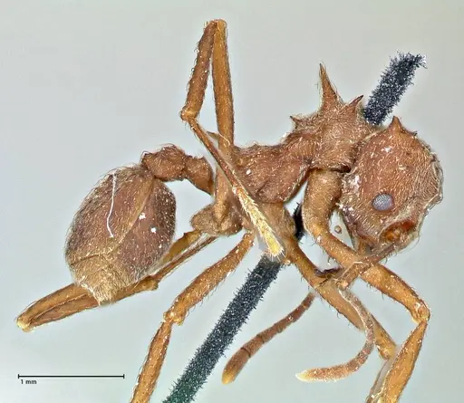 Acromyrmex disciger - FOCOL2915