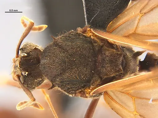 Acromyrmex disciger - UFV-LABECOL-001078