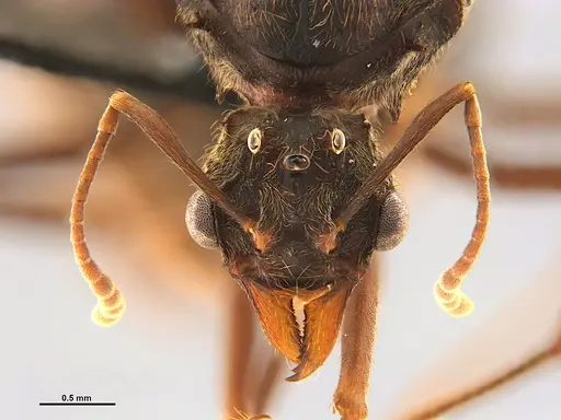 Acromyrmex disciger - UFV-LABECOL-001078