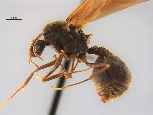 Acromyrmex disciger - UFV-LABECOL-001078