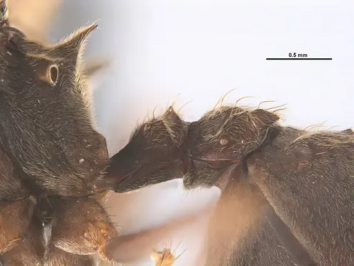 Acromyrmex disciger - UFV-LABECOL-001078