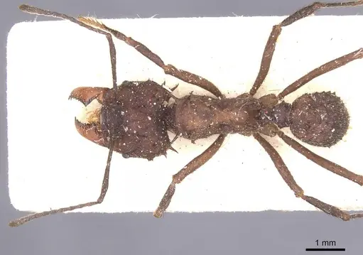 Acromyrmex evenkul specimen