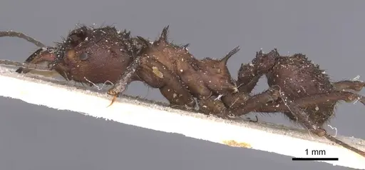 Acromyrmex evenkul specimen