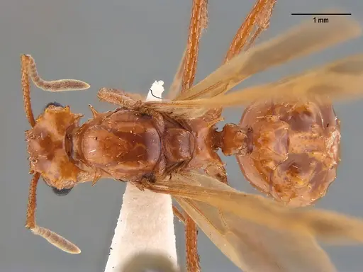 Acromyrmex fowleri specimen