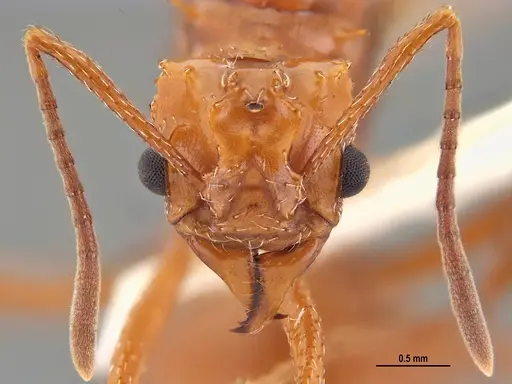 Acromyrmex fowleri specimen