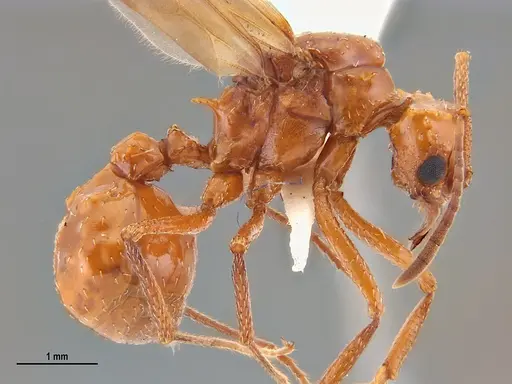 Acromyrmex fowleri specimen