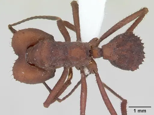 Acromyrmex fracticornis specimen