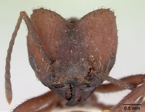 Acromyrmex fracticornis specimen